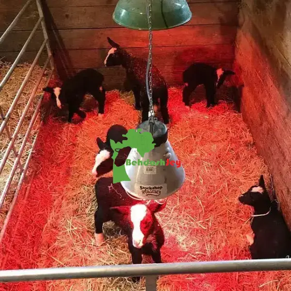 لامپ مادون قرمز