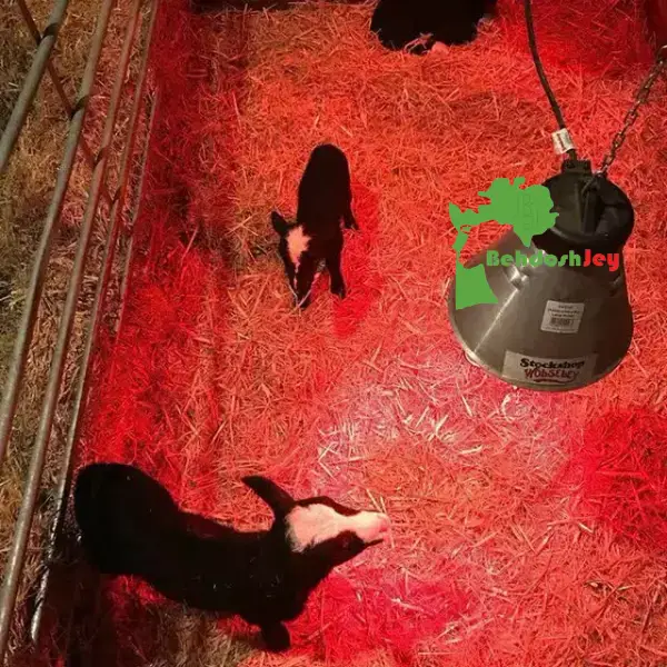 لامپ مادون قرمز