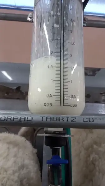 شیشه رکوردر دوشش شیر گوسفند و بز