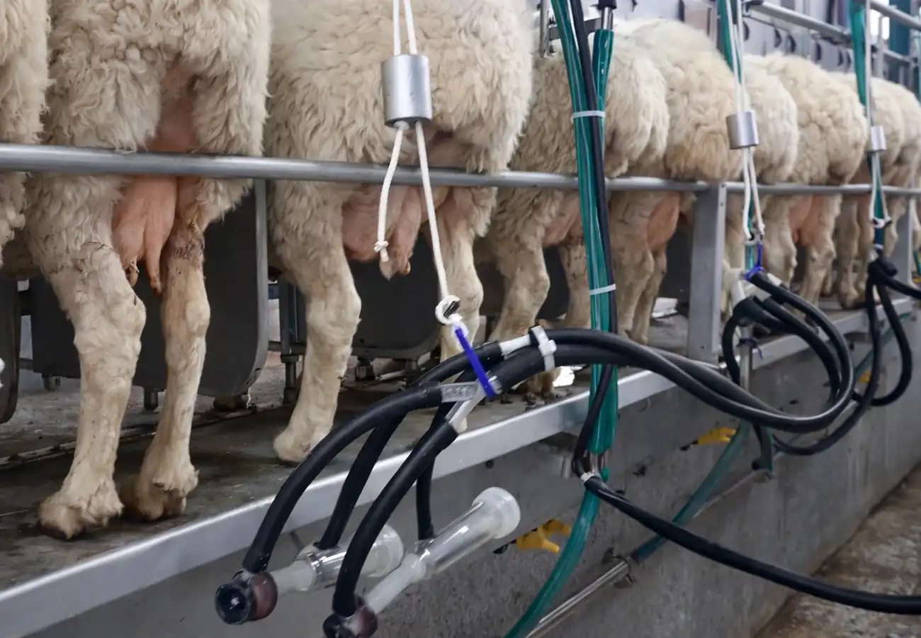 شیردوش گوسفند و بز